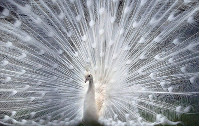 White peacock
